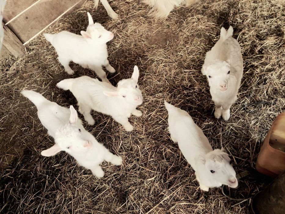 Продам козу ,козенят.