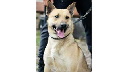 MĄDRY, przyjazny, ŚREDNI (18kg) Dulek