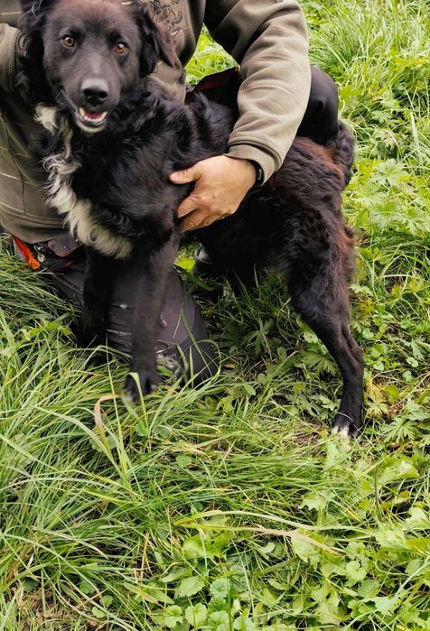 Oddam Pieska Samiec Za darmo