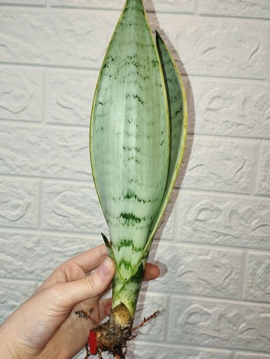 Сансевєрія Перл Янг