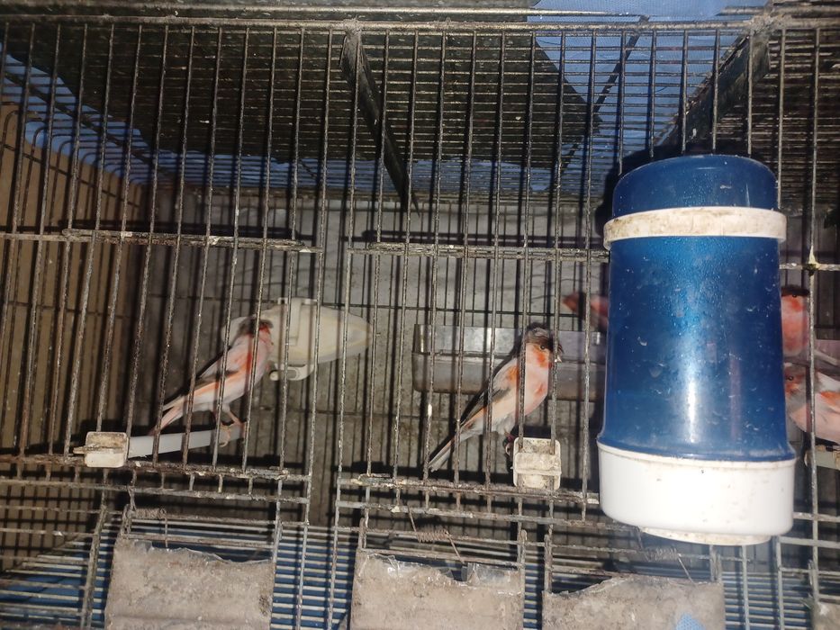 Vendo casais canarios