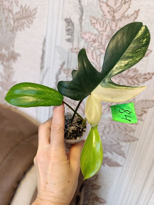 Филодендрон  сорта Конго грин гібрид варієгатний,Magic Ma