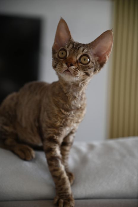 Koteczka Devon Rex