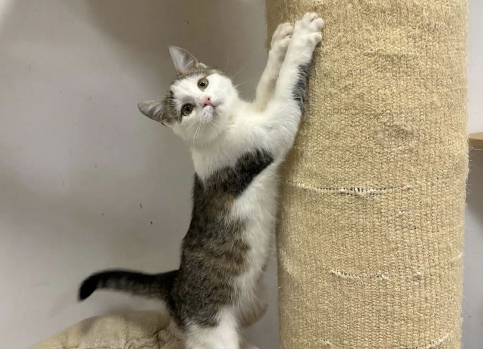 5 miesìęczny kociak szuka domu