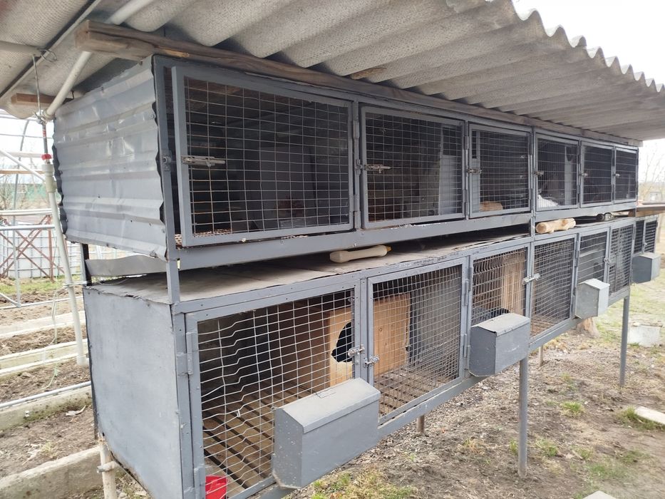 Клітки для кролів