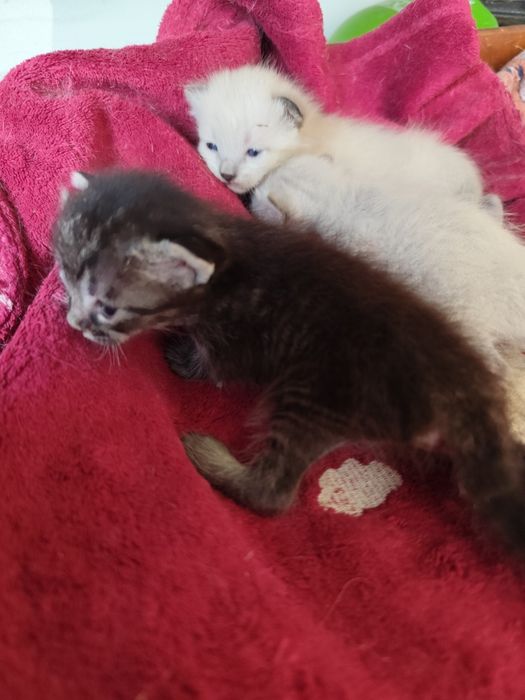 Gatinhas para dar