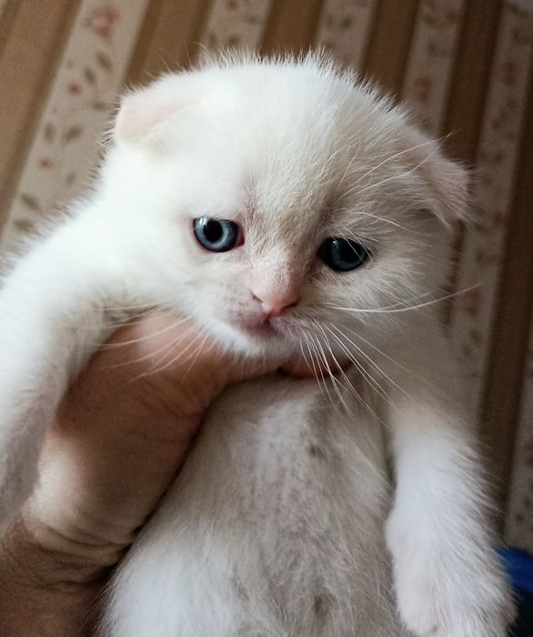 Скоттіш фолд голден поінт