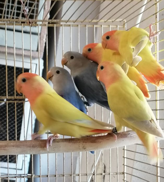 Młode nierozłączki