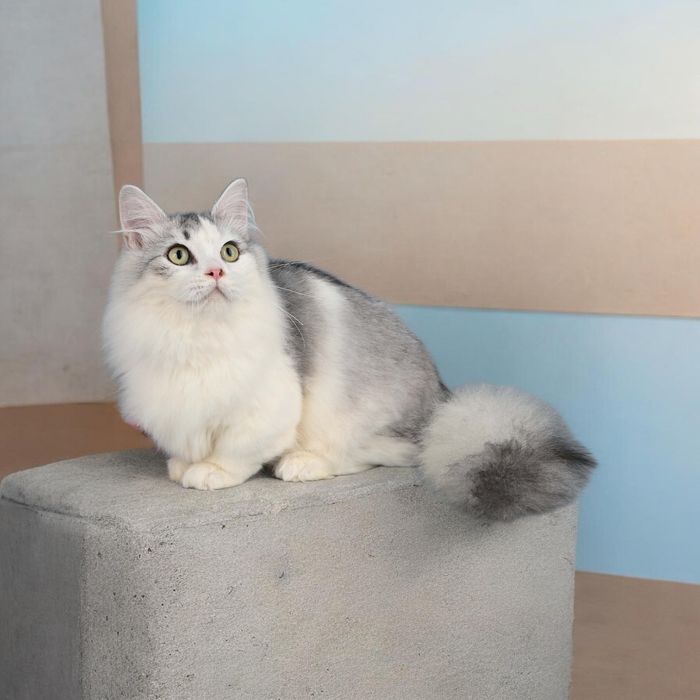 Хлопчик манчкін ласкунчик