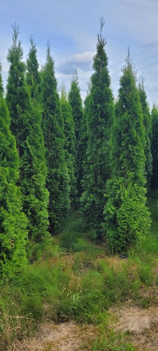 Tuja Smaragd 200-270 cm tuje 190 szmaragd 250 brabant gorzow wlkp