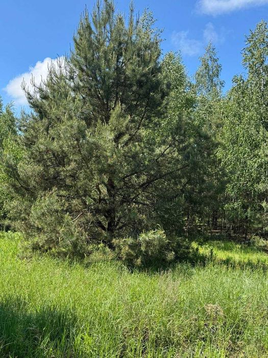 Земля серед лісу для прекрасного життя! 20хв до Києва! 4100$