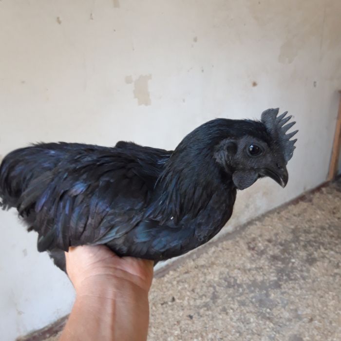 Ayam cemani  koguty