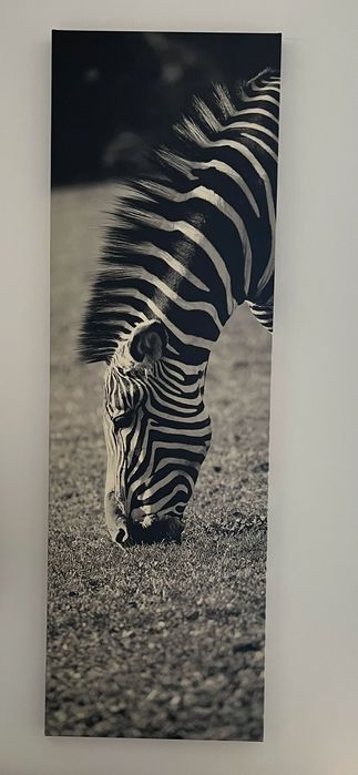 Dwa obrazy z motywem zebry, druk na płótnie, IKEA