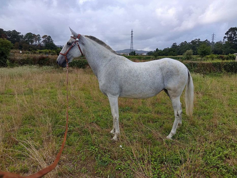 Égua lusitana pontuada
