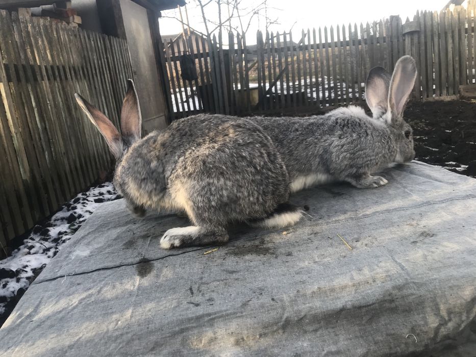 Продам кролики Європейська шиншила + панон.