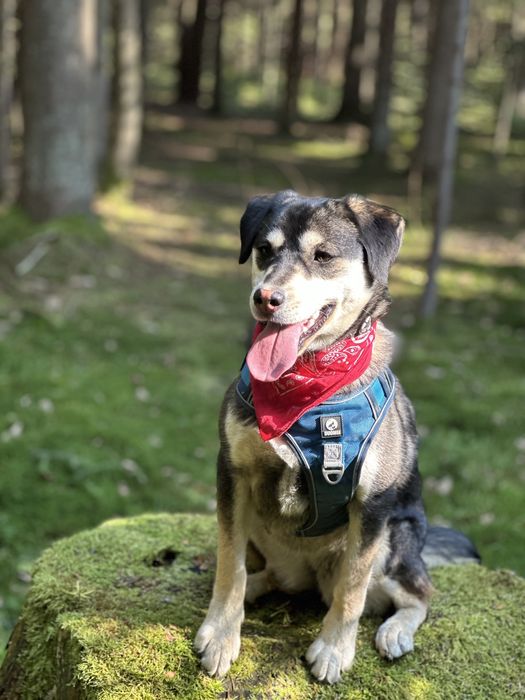 Aktywna Frytka szuka domku