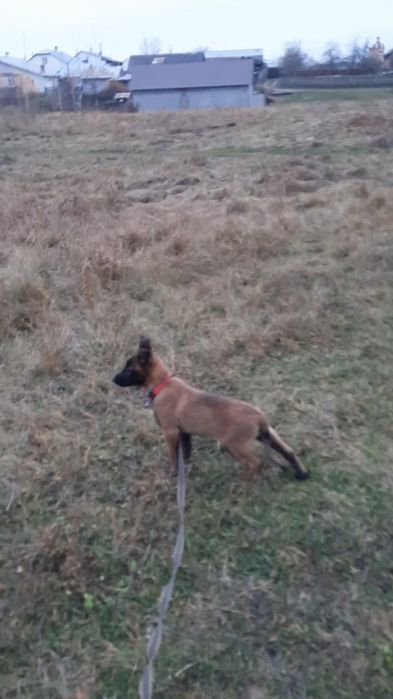 Бельгійська вівчарка