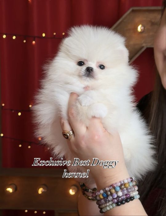 ‼️‼️SUPER VIP померанці Цуценята померанські шпіци. Міні шпіци з докум