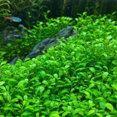 Glossostigma elatinoides – Planta Tapete para Aquário