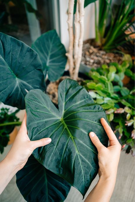 Paisagismo e tratamento de plantas