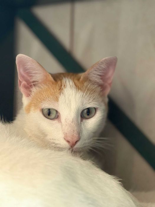 Gato para adoçao (Simba)