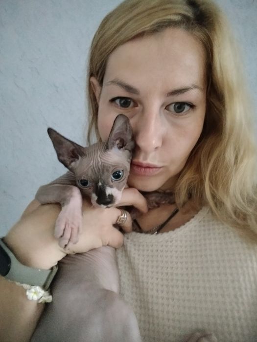 солодкий канадський сфінкс