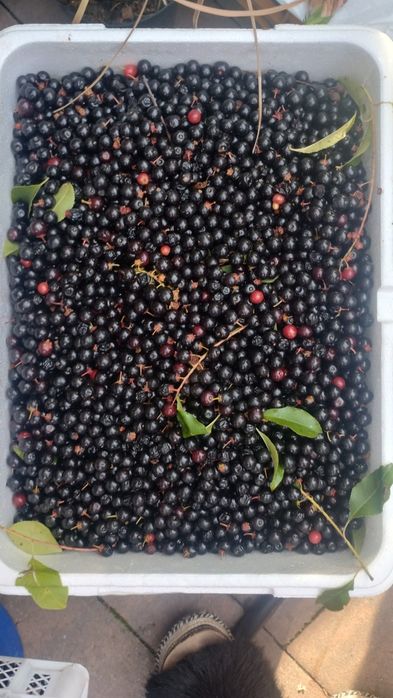 Świeża czeremcha 5 kg