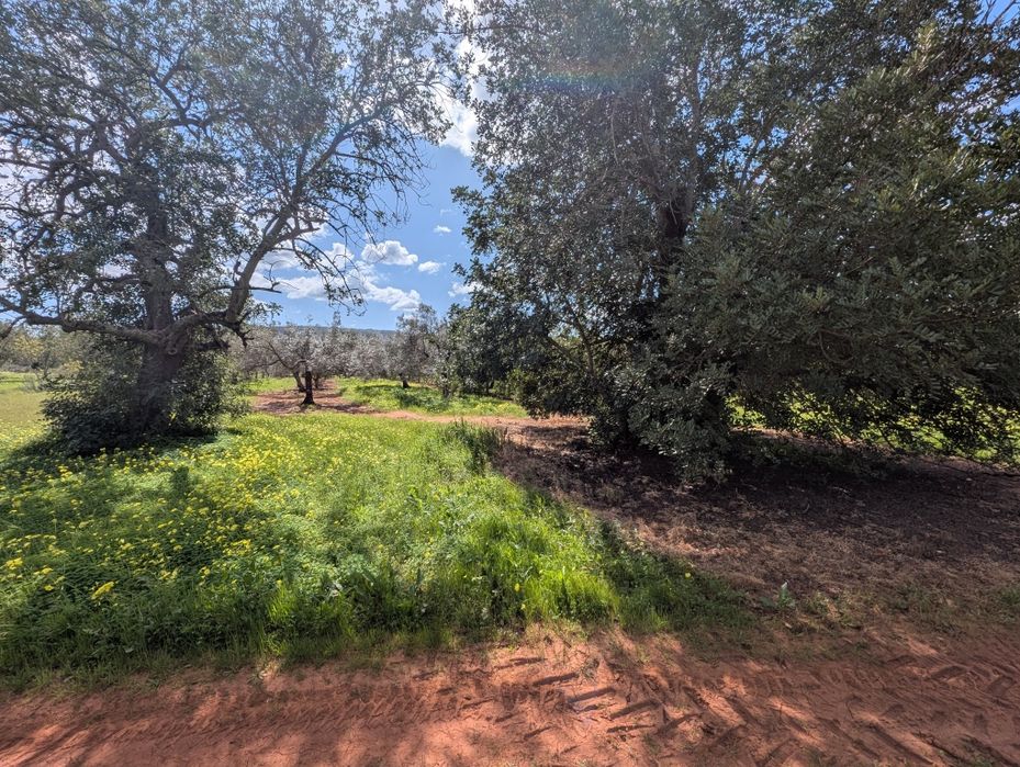 Terreno  rústico Algarve
