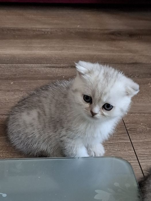 Шотландські кошенята