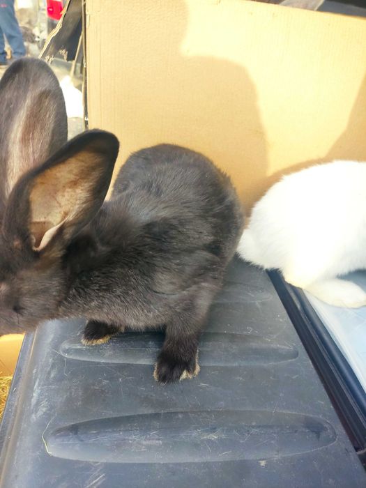 Кролики.продажа.