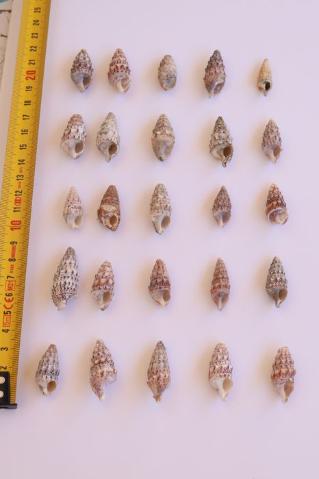 Conjunto 30 buzios Algarve