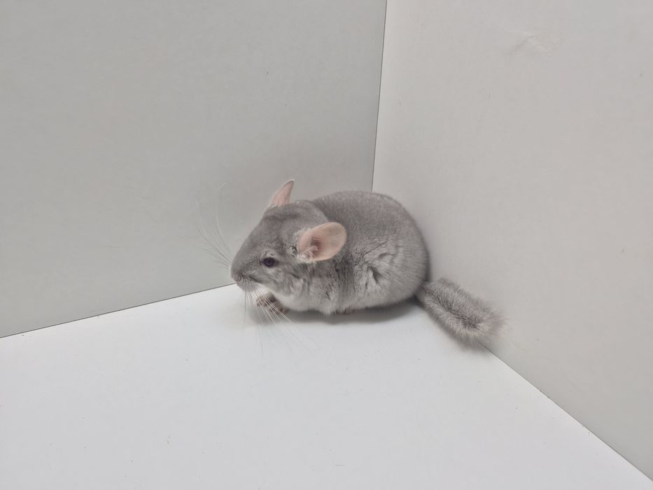 Szynszyla szynszyl szynszyle BEŻ