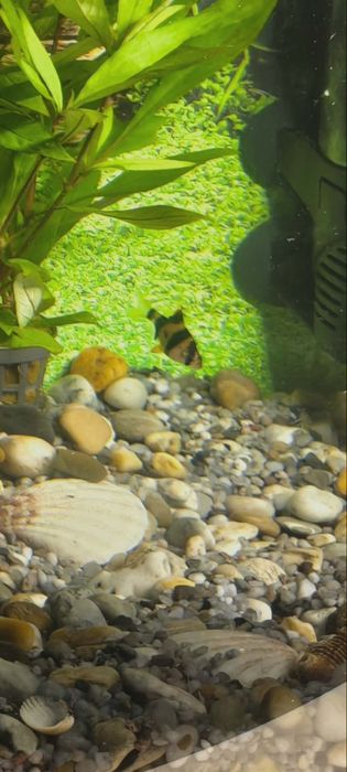 Oddam dwie brzanki sumatrzańskie! Jedna w paski, druga zielononiebiesk