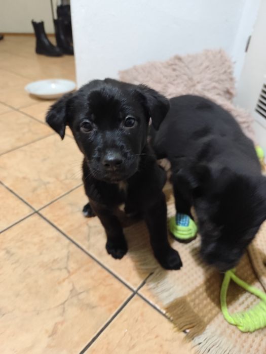 Oddam pieski/ Skierniewice