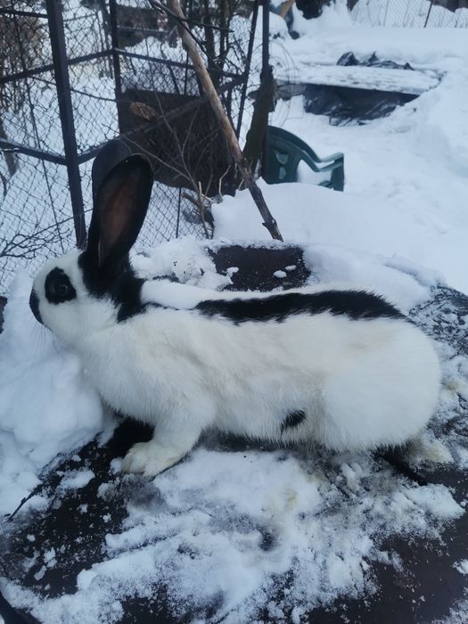 Кролі кролики строкач