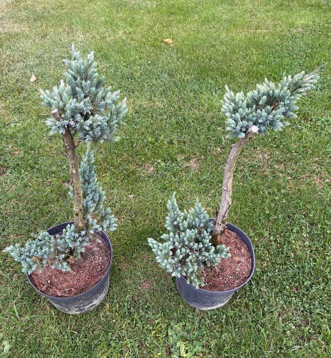 Jałowiec pospolity Meyer