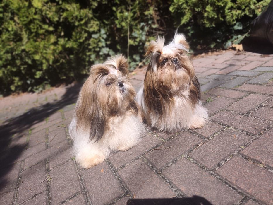 Shih Tzu 7 lat, Chłopiec i dziewczynka