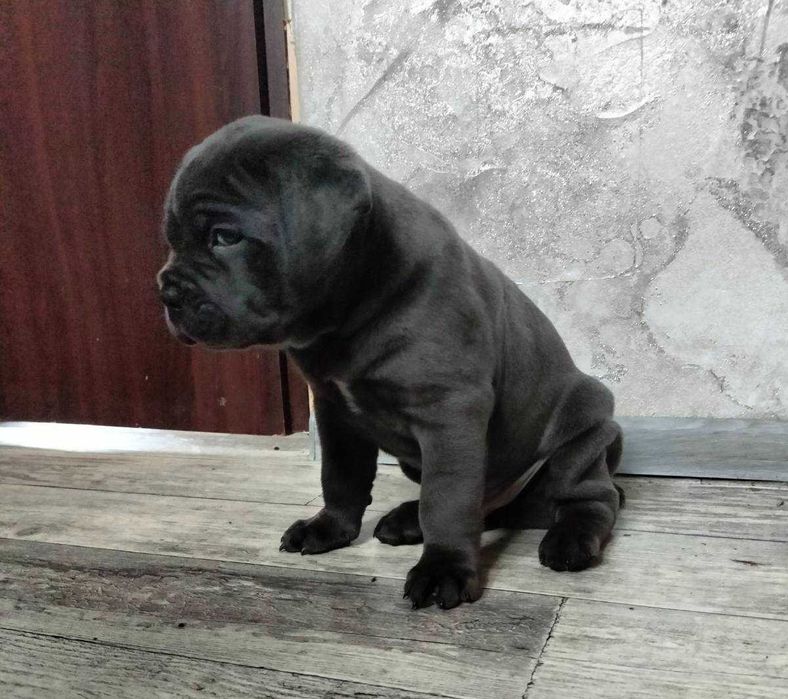 Продаються цуценята канекорсо