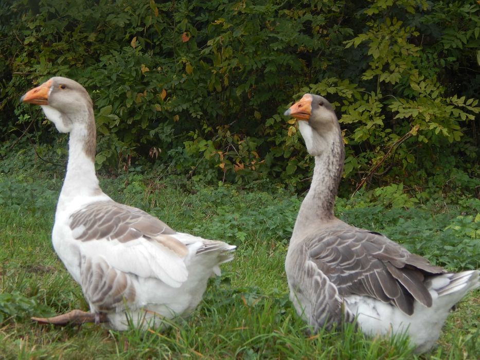 Гуси холмогори. Холмогорські гуси