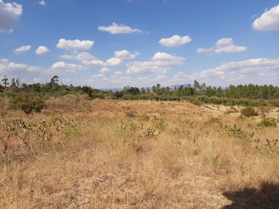 Terreno Rústico com Vinha (3.640 m²) – Salgueiro do Campo, Castelo Branco