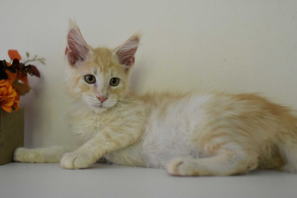 Gotowy do Odbioru/Kocurek Maine Coon/Rodowód FPL