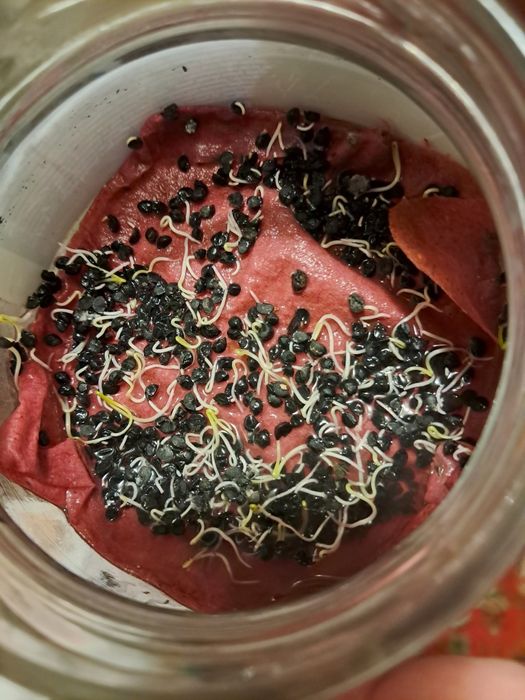 Продам насіння чорнушки