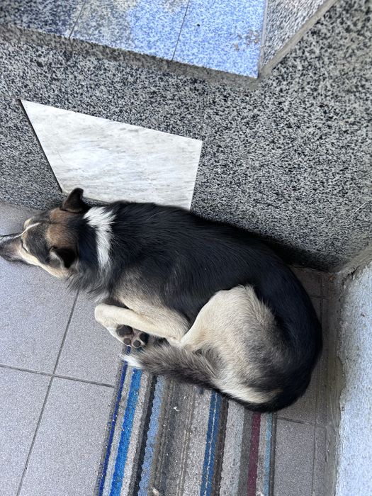 Собака кобель безкоштовно