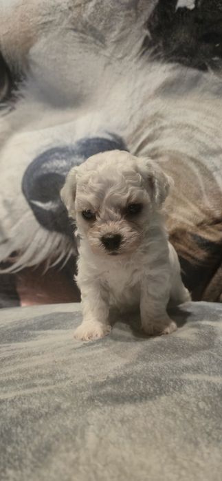 Bichon Frise - szczeniaczek