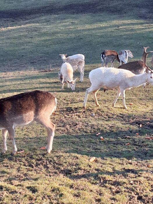 Daniele samce samice