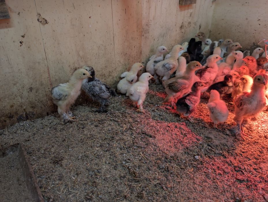 Brahma olbrzymia pisklaki