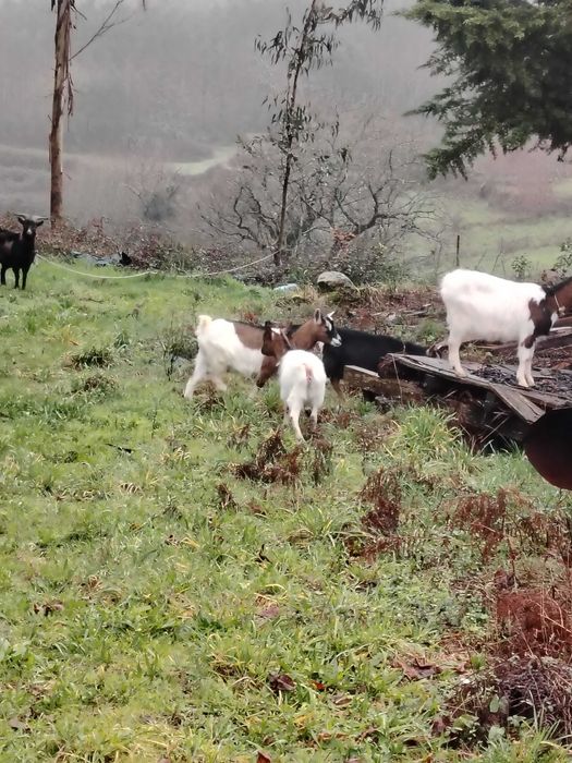 Cabras anãs  3 femias 1 macho