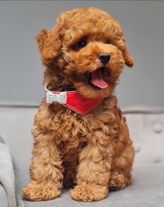 Pudel toy piesek płowy