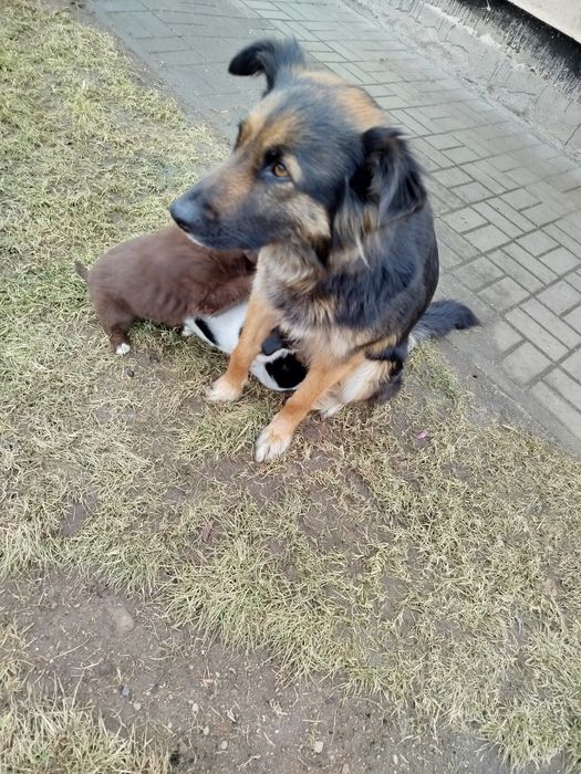 Szczeniaki 2 samce 4 suczki