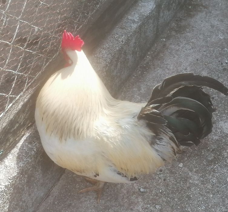 Phoenix X galinha preta